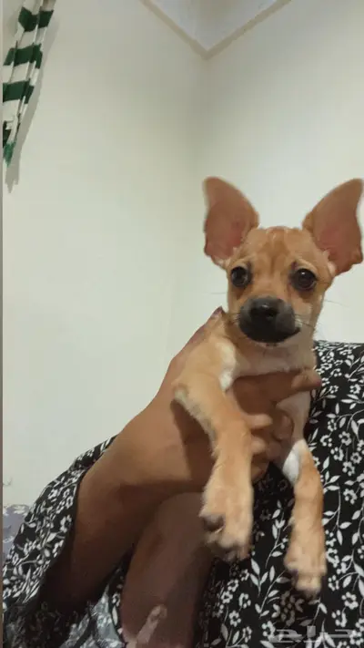 كلب شيواوا للبيع index