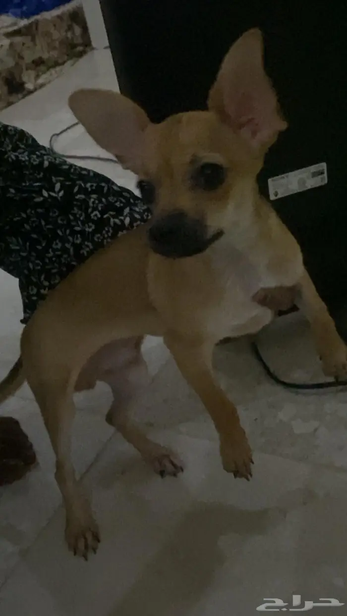 كلب شيواوا للبيع 0
