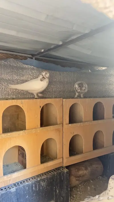 حمام باكستاني index