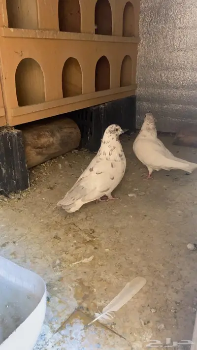 حمام باكستاني index