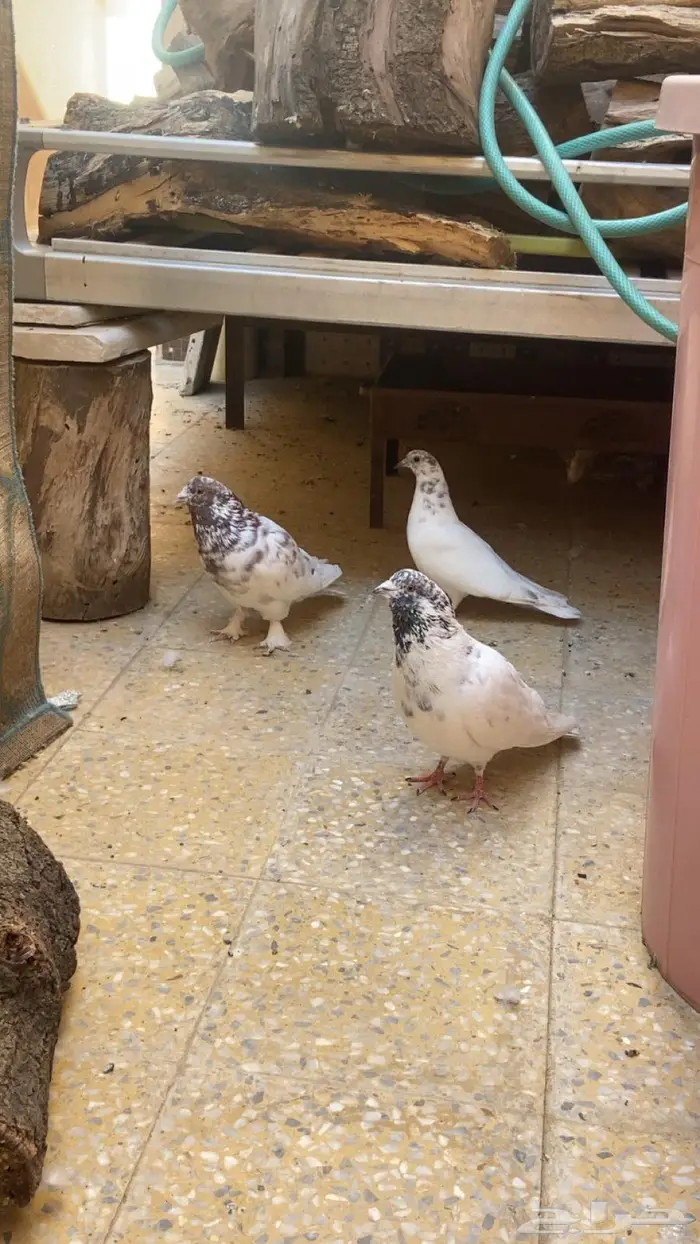 حمام باكستاني 2