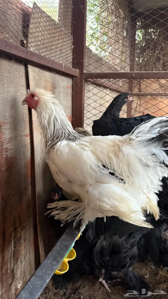 دجاج براهما 0