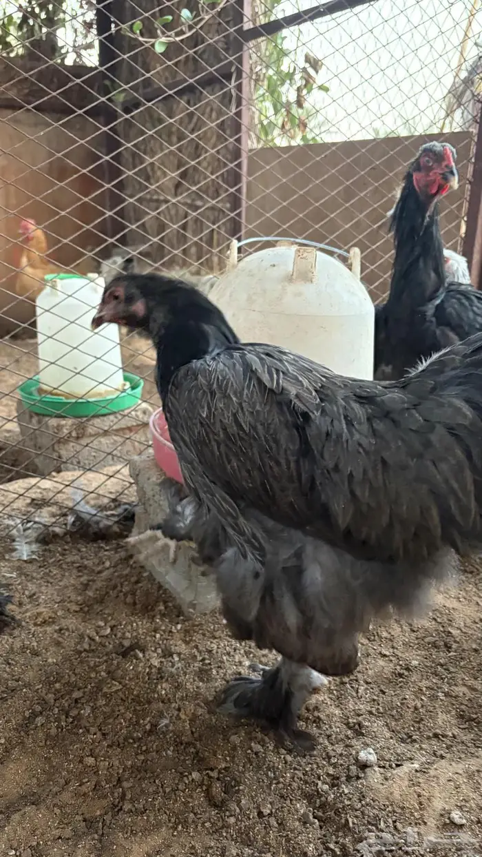 دجاج براهما 1