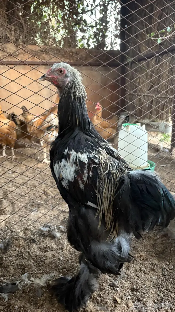 دجاج براهما 2