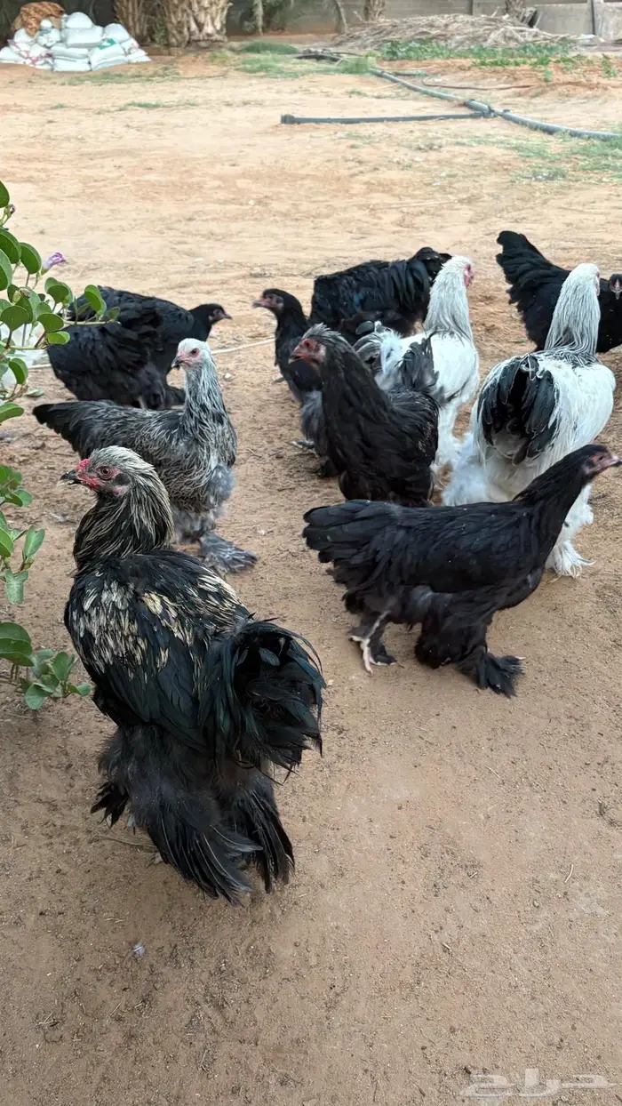 دجاج براهما 3