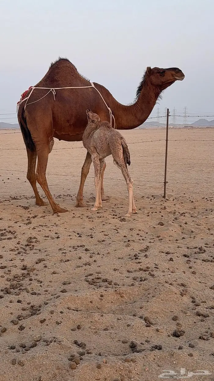 خلفة ساحلية مصغر حمراء دم 2