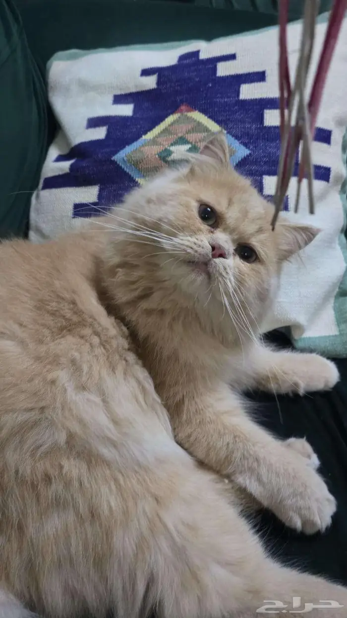 قطة للتبني العمر 9 شهور 2