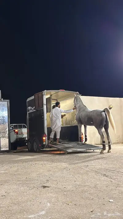 نقل خيل عربة ايفور ويليام index