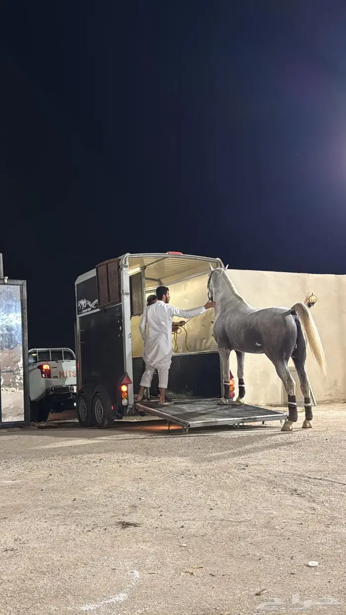 نقل خيل عربة ايفور ويليام 1