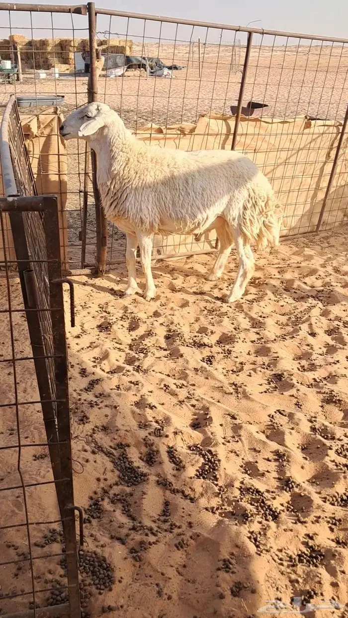 خروف فحل حري 3