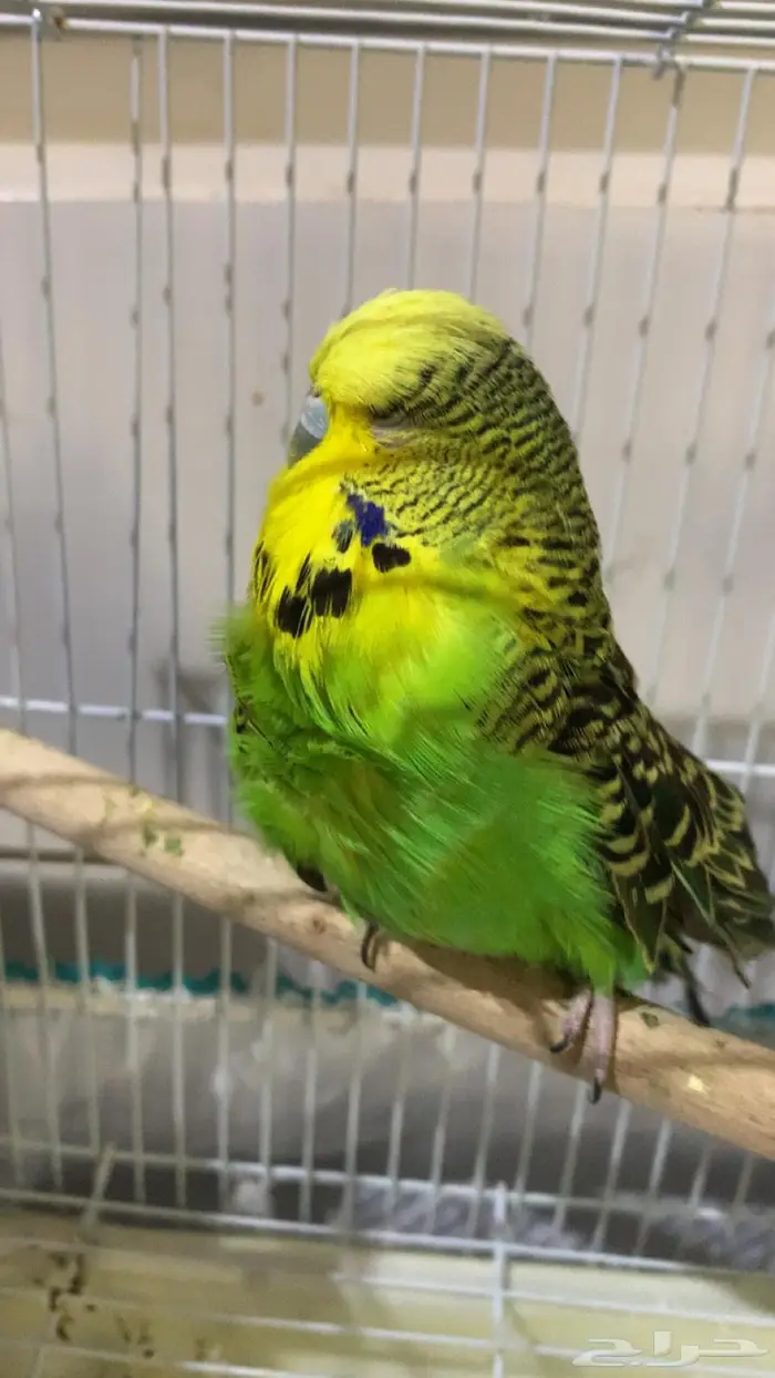 الجوز البادجي انقليزي 3