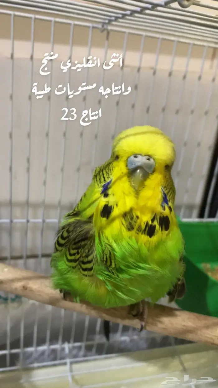 الجوز البادجي انقليزي 2