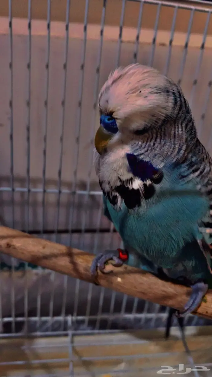 الجوز البادجي انقليزي 1