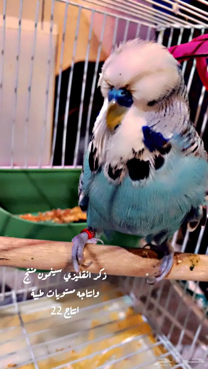 الجوز البادجي انقليزي 0