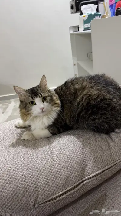 قط ضايع حي الغروب index