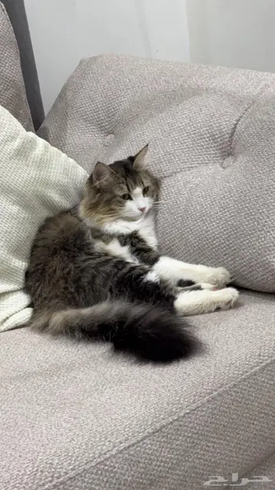 قط ضايع حي الغروب index