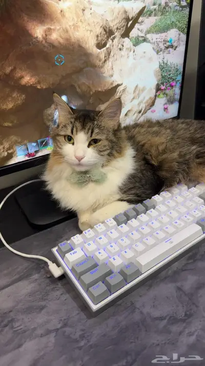 قط ضايع حي الغروب index