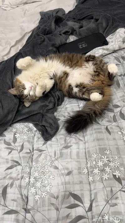 قط ضايع حي الغروب index