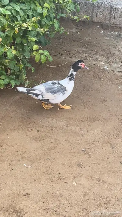 بط للبيع index