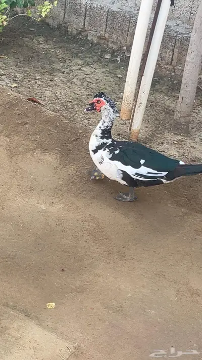 بط للبيع index