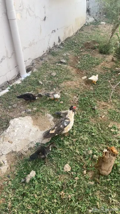 بط للبيع index