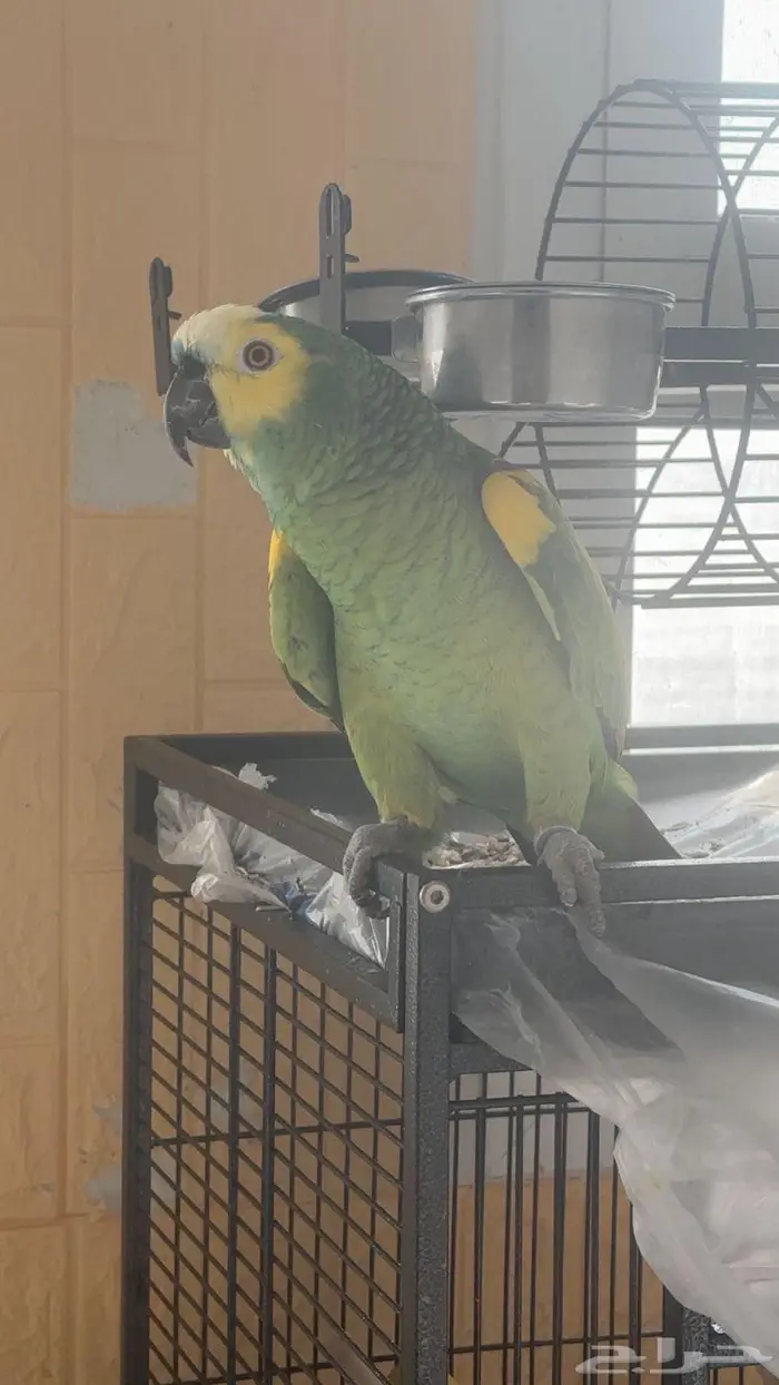 طير امازون للبيع 0