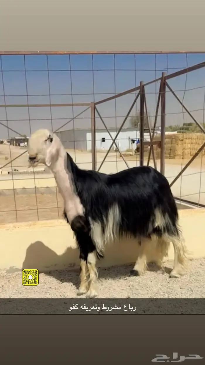 فحل نجدي مشروط 0