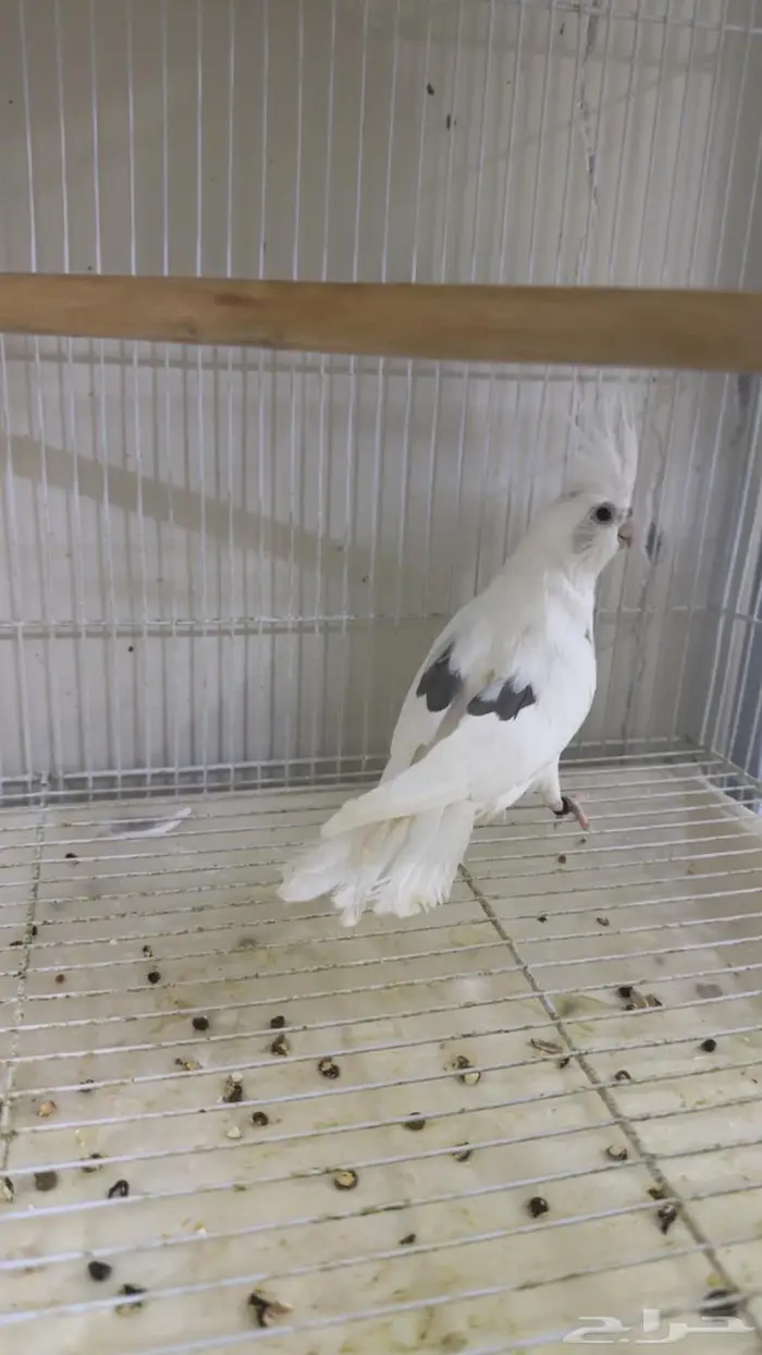 كروان بصمه هاف بايد   تم البيع 0