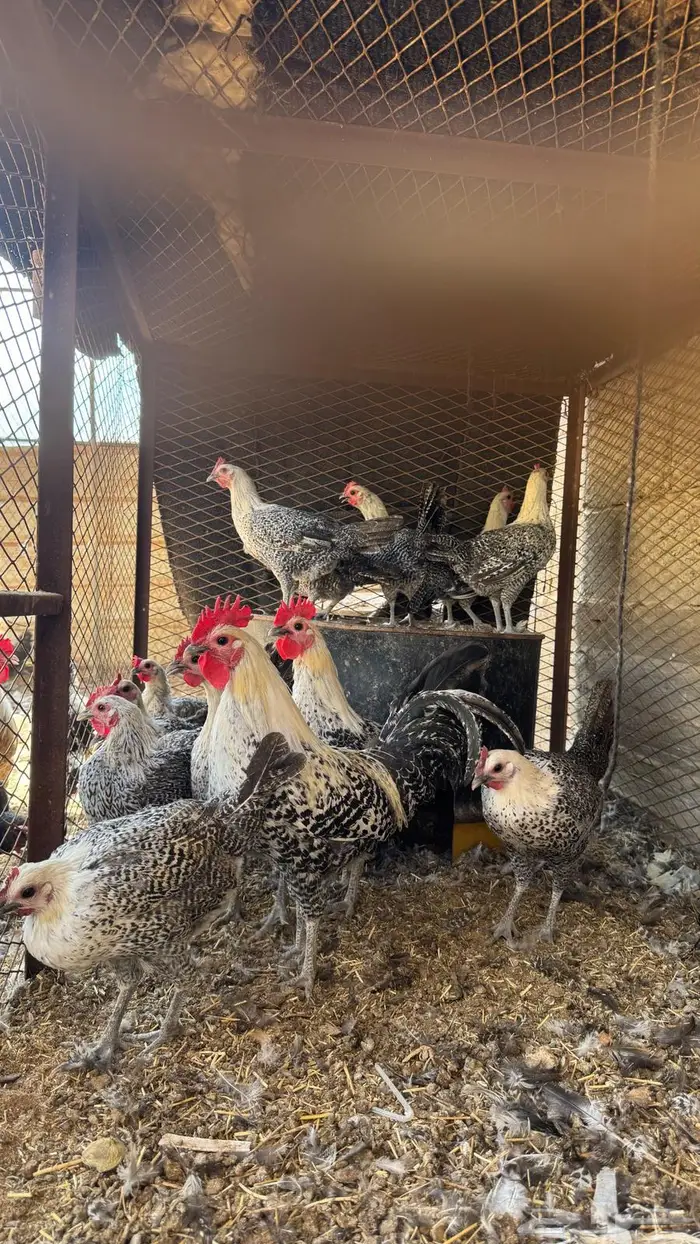 دجاج فيومي 0