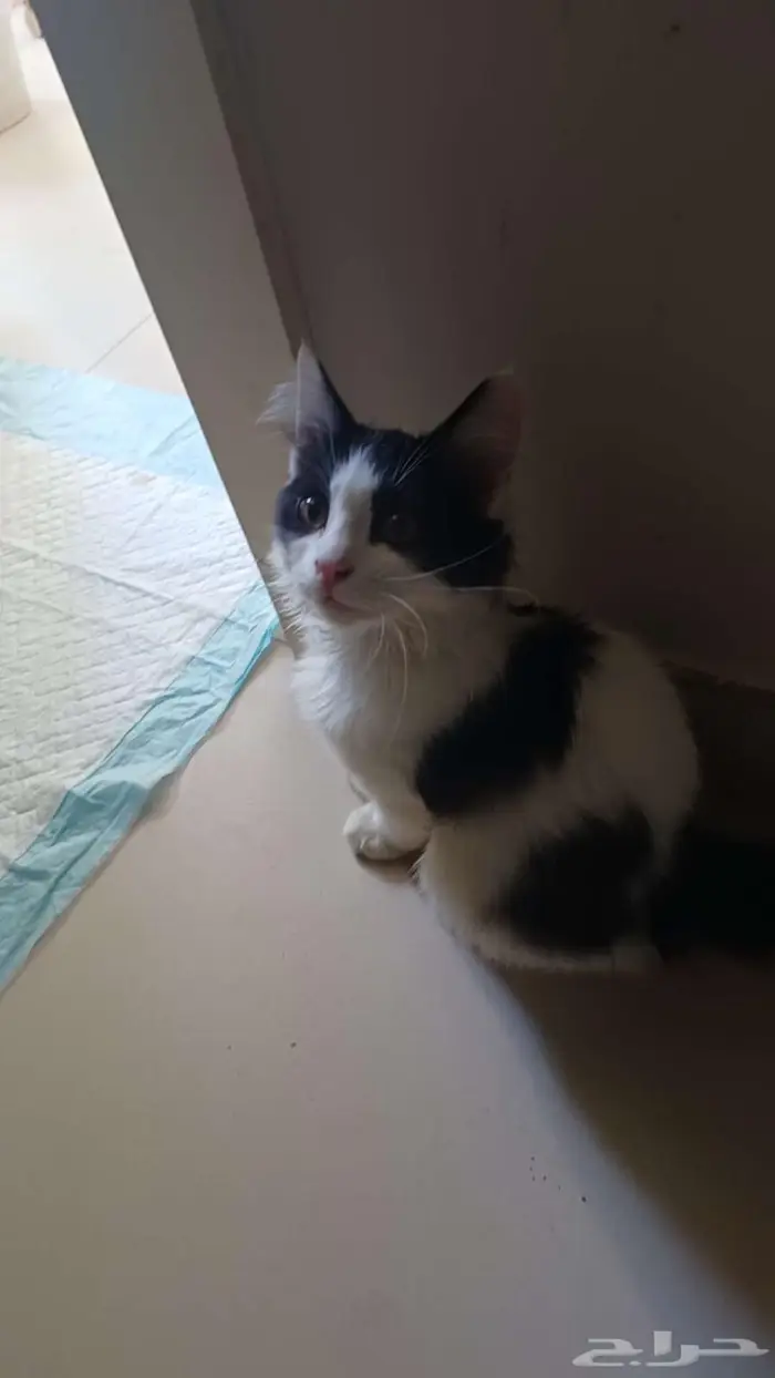 قطتين ذكر و انثى للتبني 0