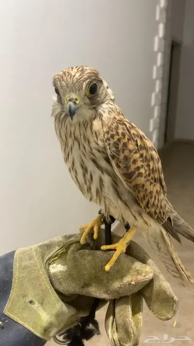 عارض شبوط باشك ما شاء الله الطير هدد يطير حمامة يلحقها index