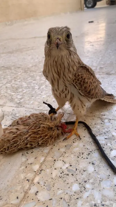 عارض شبوط باشك ما شاء الله الطير هدد يطير حمامة يلحقها index