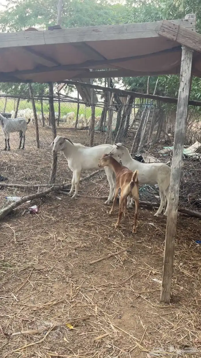 بهم ماعز تربيه فاخر من الآخر 1