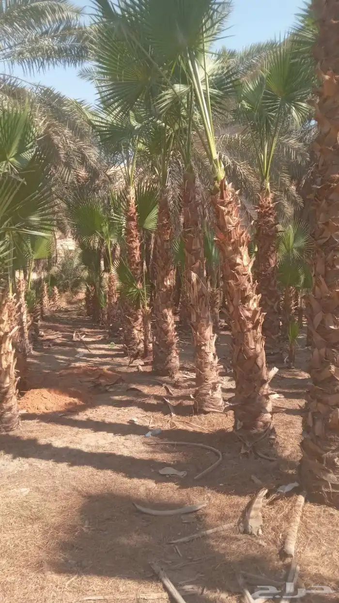 واشنطن نخيل الواشنطن ازينه 6