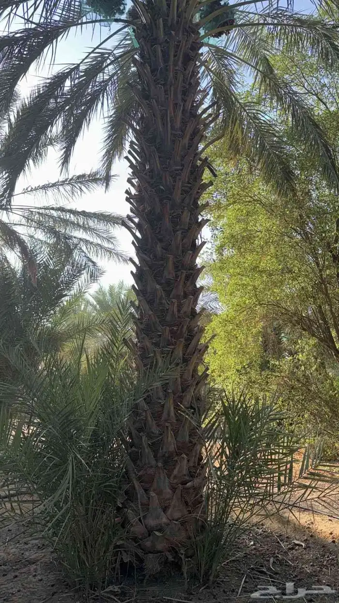 فروخ وثايث 1