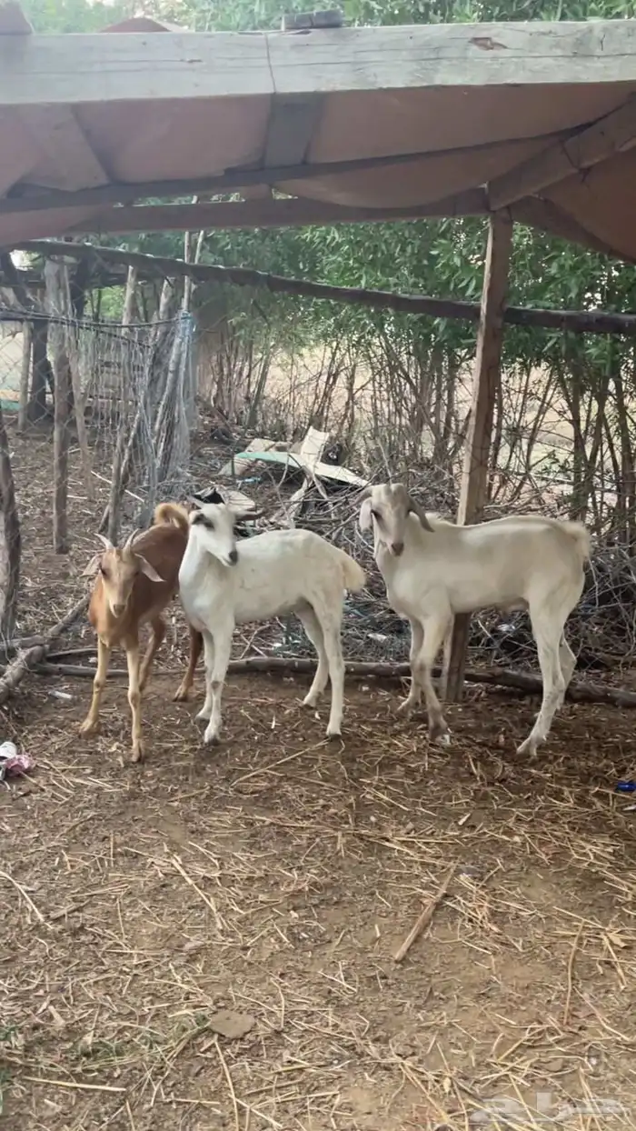 بهم ماعز تربيه فاخر من الآخر 4