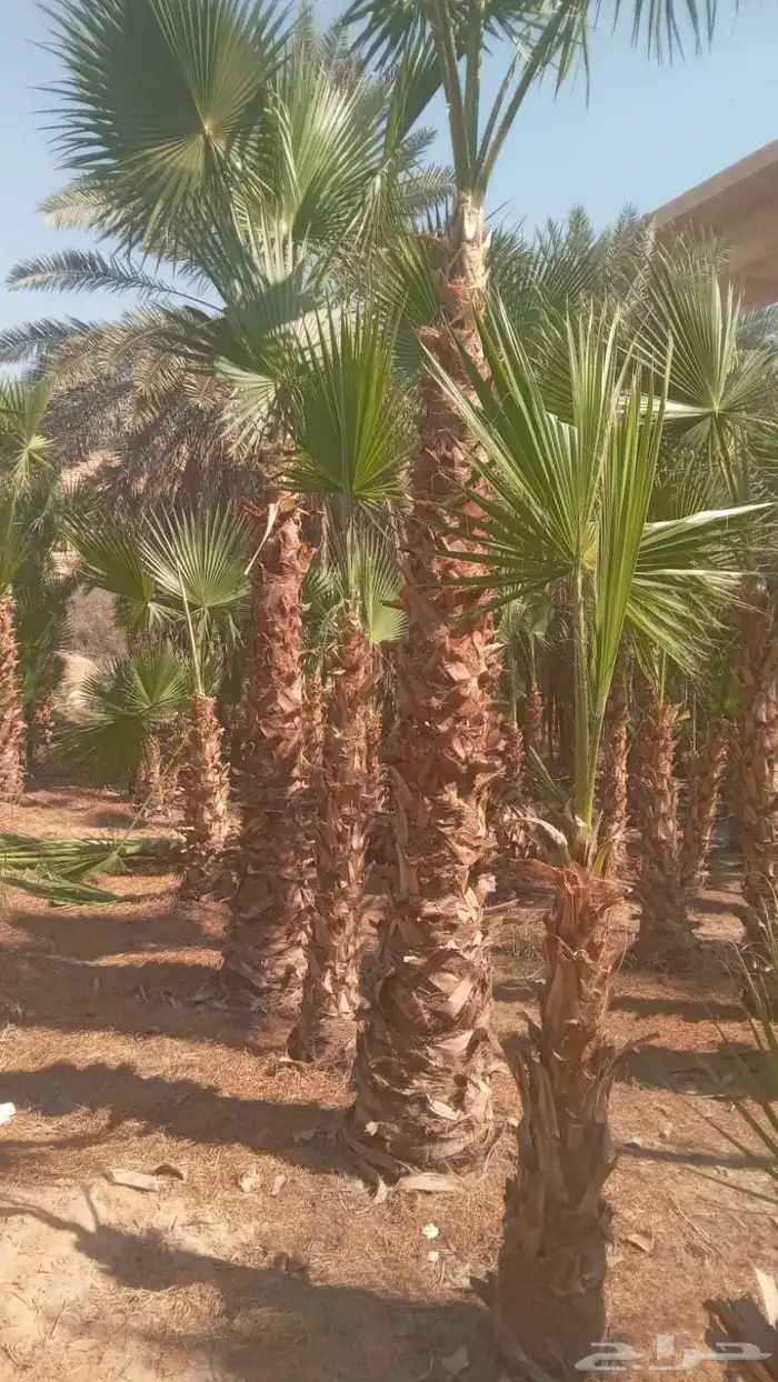 واشنطن نخيل الواشنطن ازينه 0