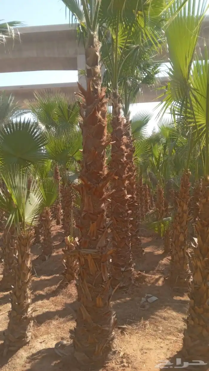 واشنطن نخيل الواشنطن ازينه 5