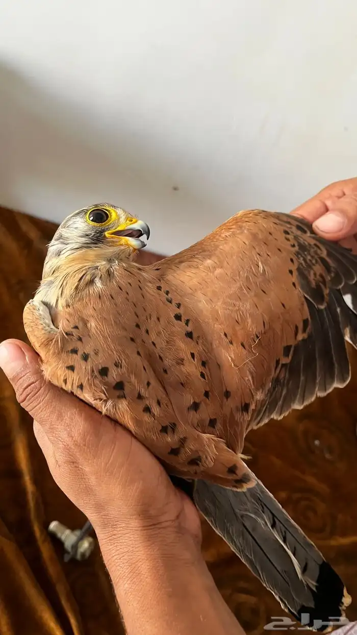 البيع على السوم بسم الله ماءشالله 9