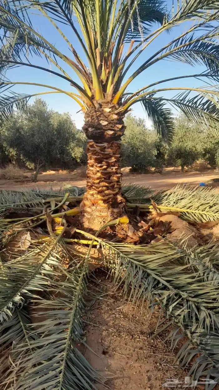 فسايل ونخيل كبير ونقابل بجميع انواعها ومقاساته 0