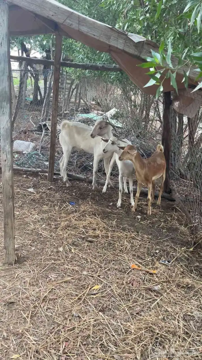 بهم ماعز تربيه فاخر من الآخر 3