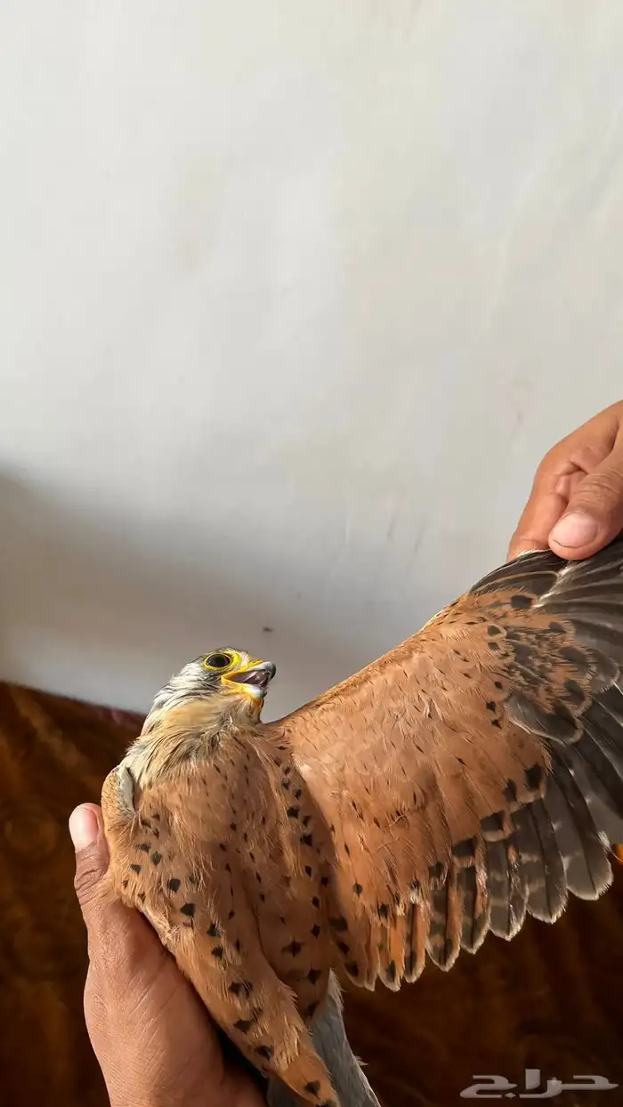 البيع على السوم بسم الله ماءشالله 8