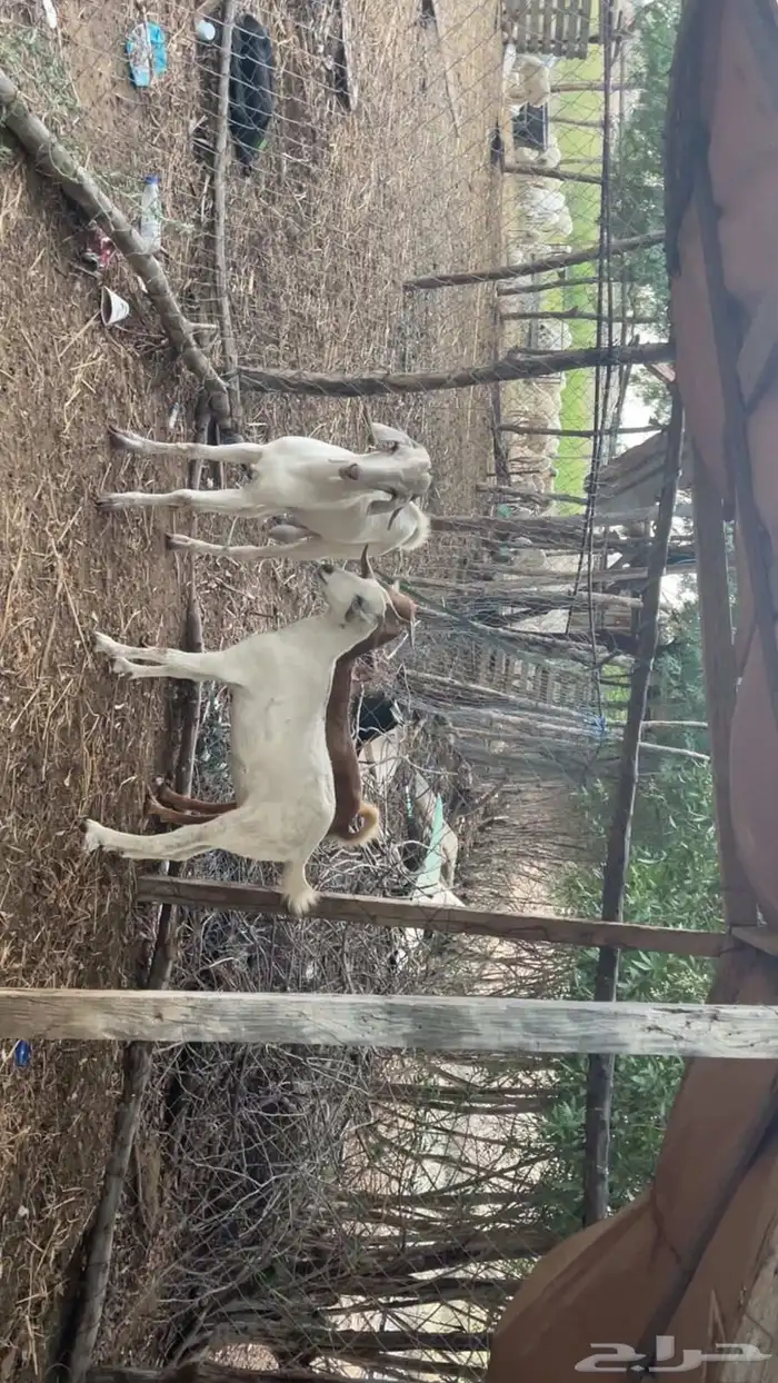 بهم ماعز تربيه فاخر من الآخر 2