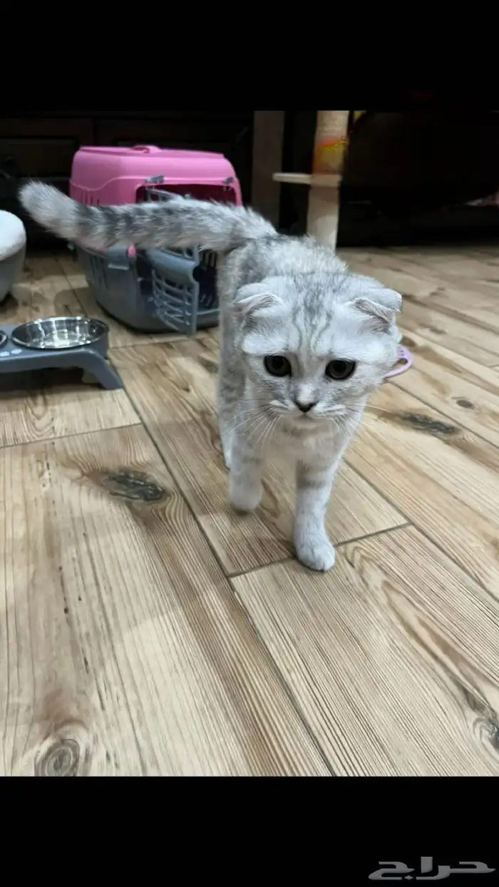 قطعة سكوتش اليفة جدا 2