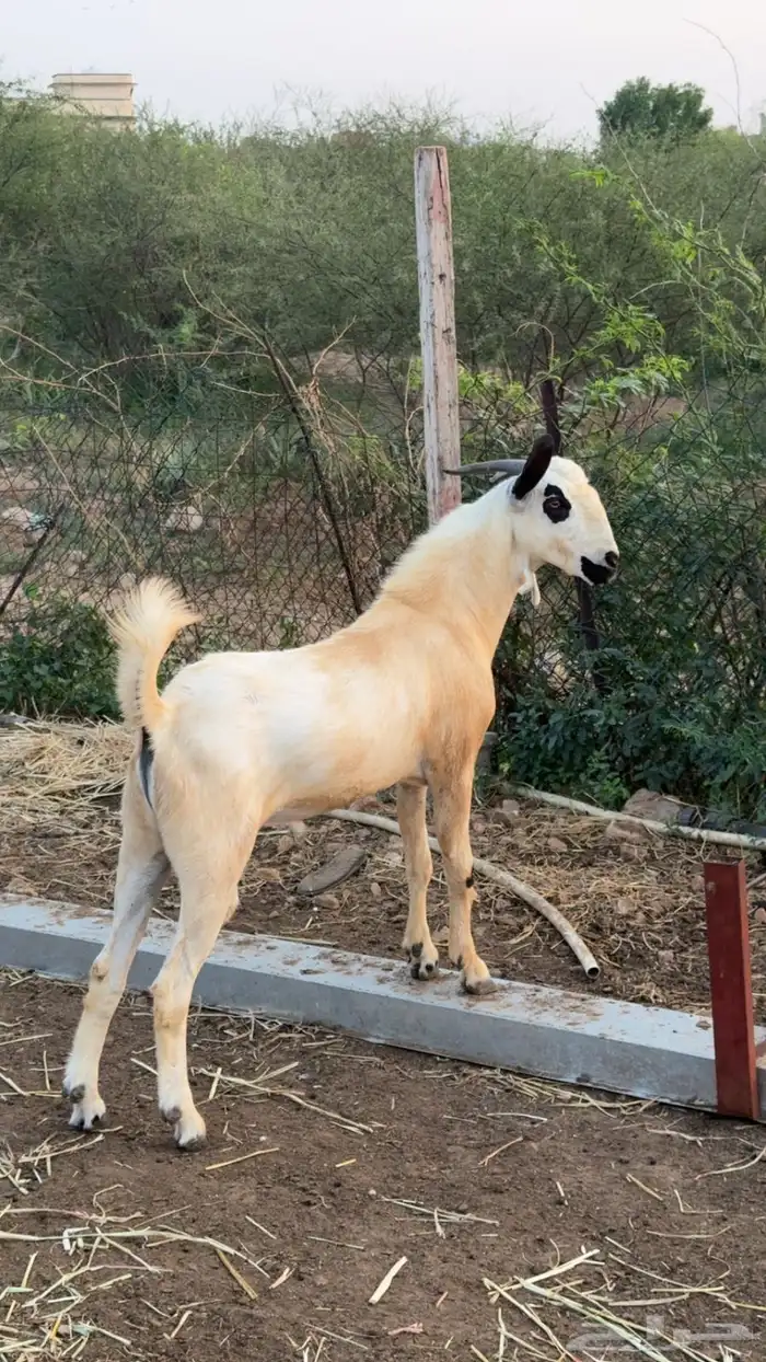 تيس فاخر بيشي 2