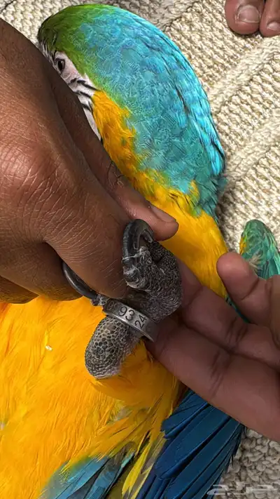 مكاو قولد للبيع هدد index