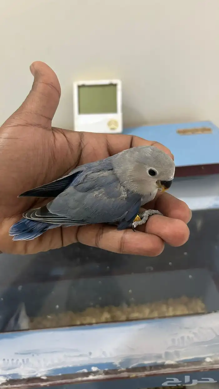 للبيع فروخ روز غر 3