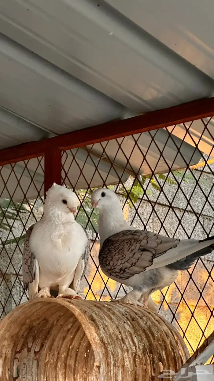 حمام رقاص للبيع 2