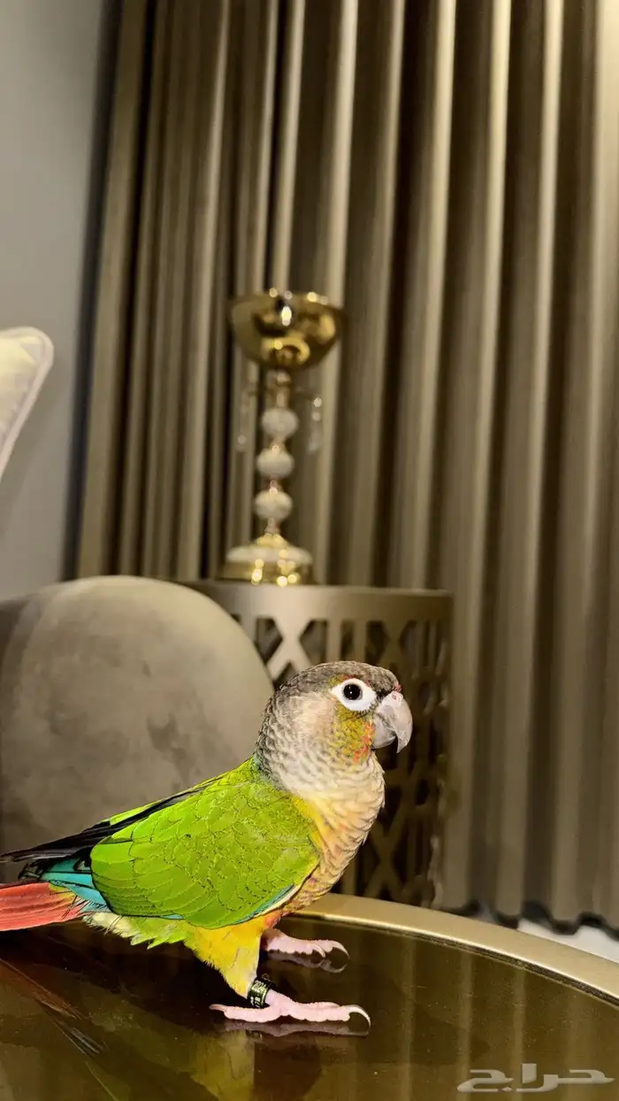 كتبور للبيع أليف متكلم 0