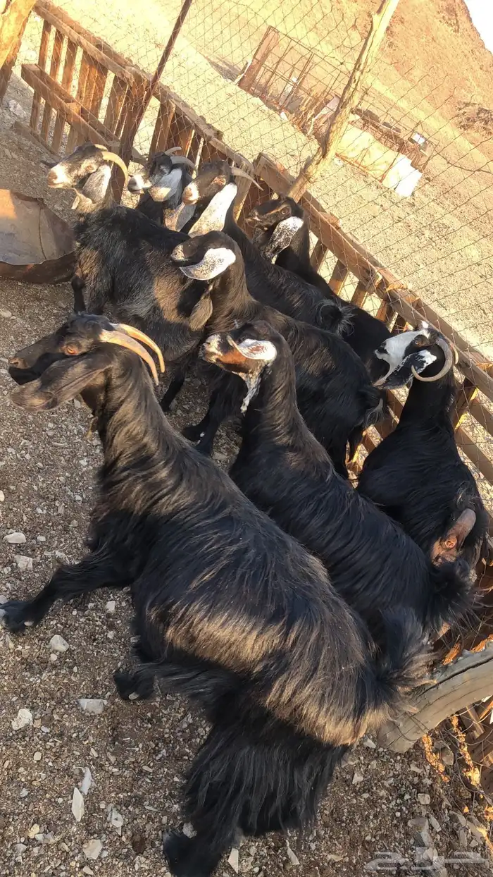 للبيع معزا مضاريع الموقع العيص 0